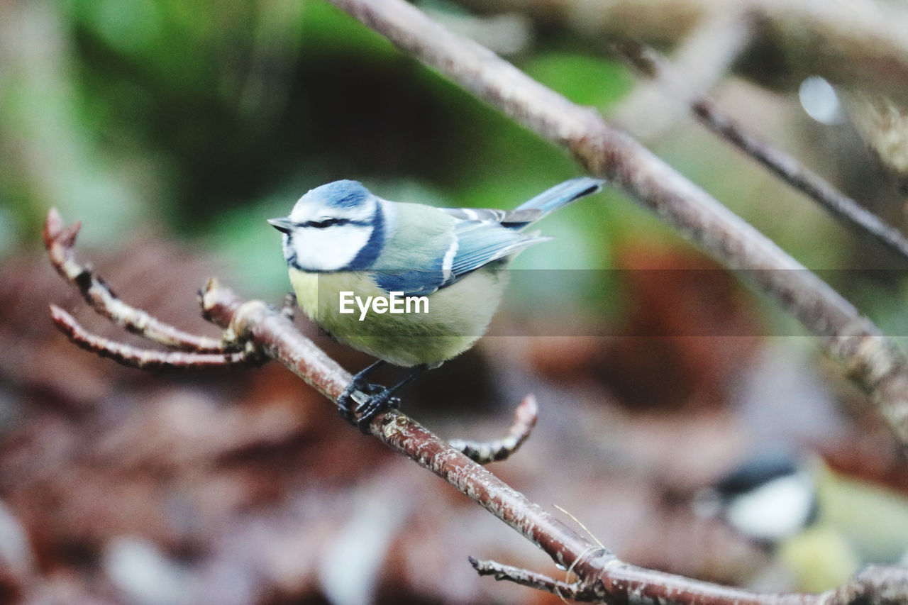 Close-up of a bluetite perching on branch