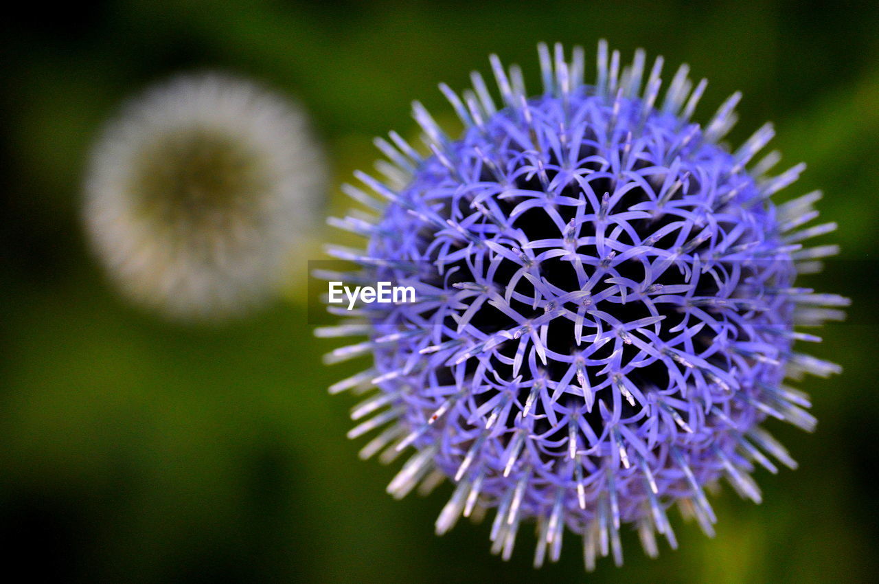 Close-up of purple flowering plant