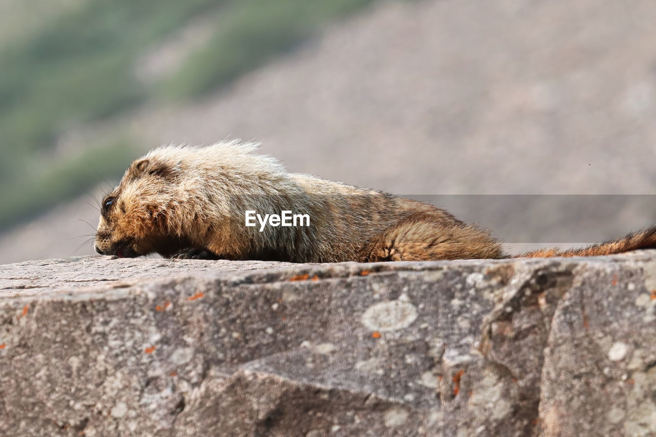 A marmot lays on a the top of a large rock