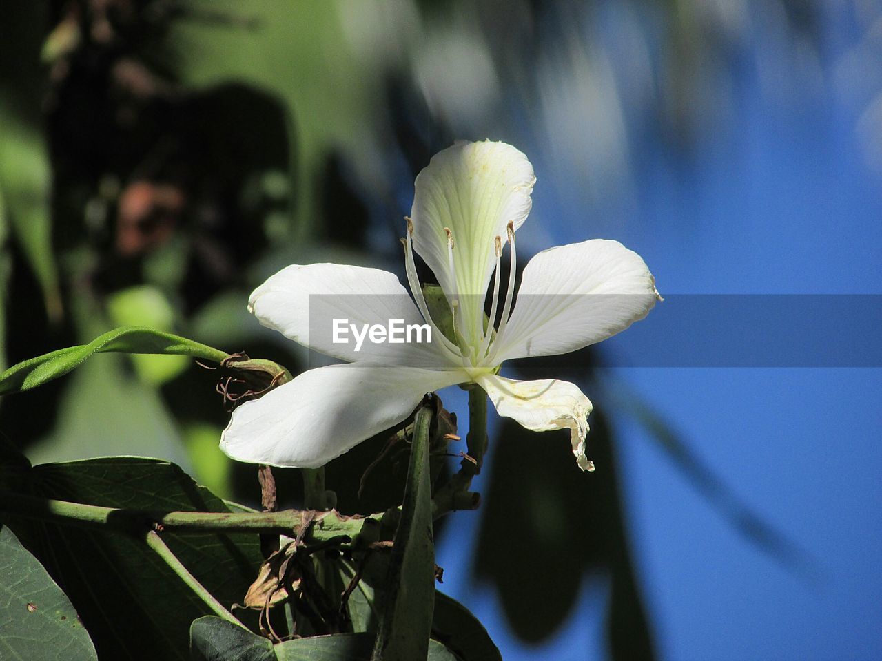 Close-up of white flowering plant