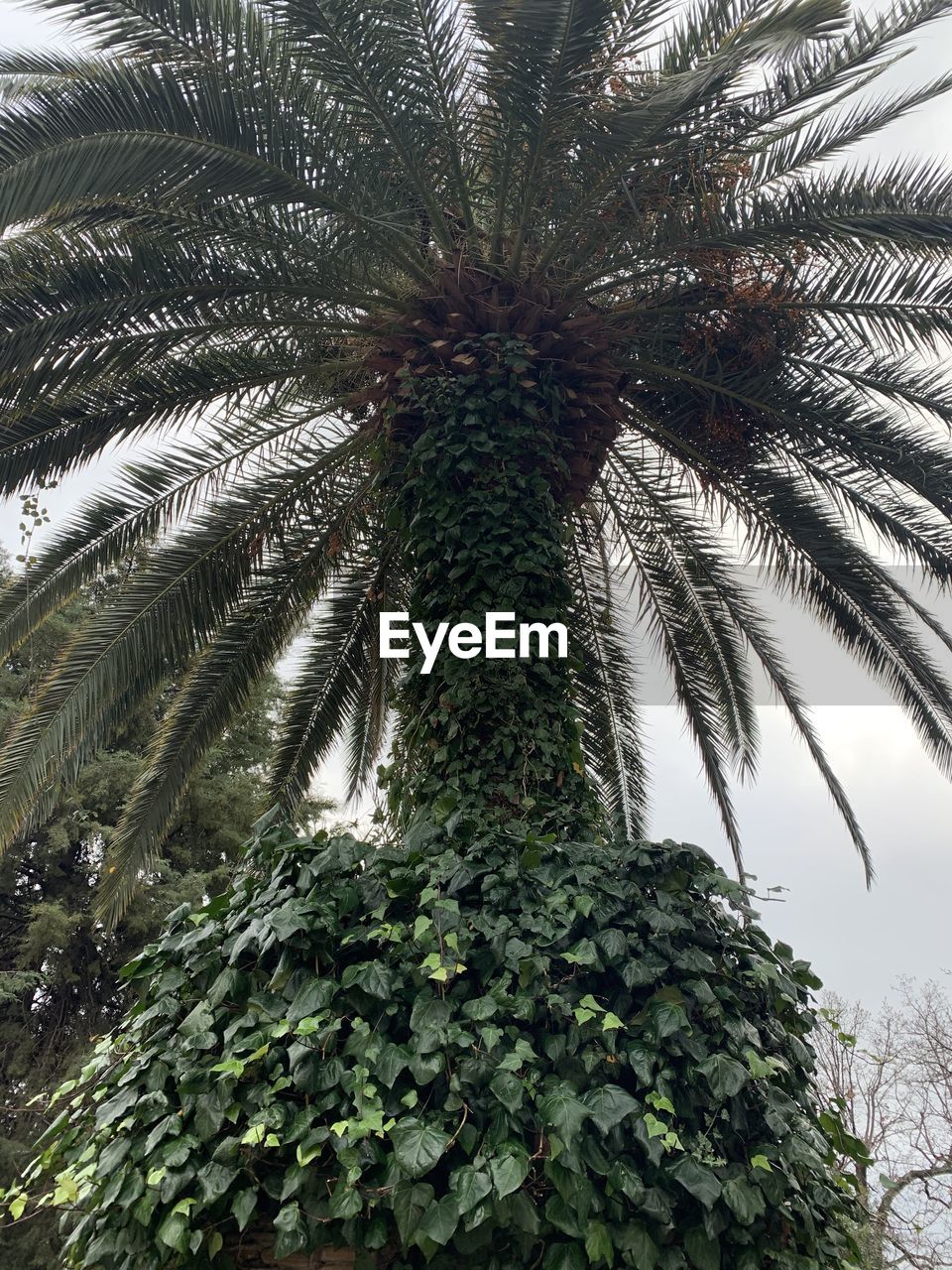 LOW ANGLE VIEW OF PALM TREE AGAINST PLANTS