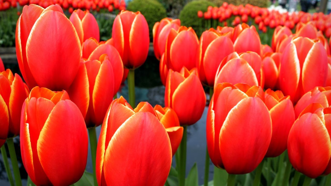 Close-up of red tulips