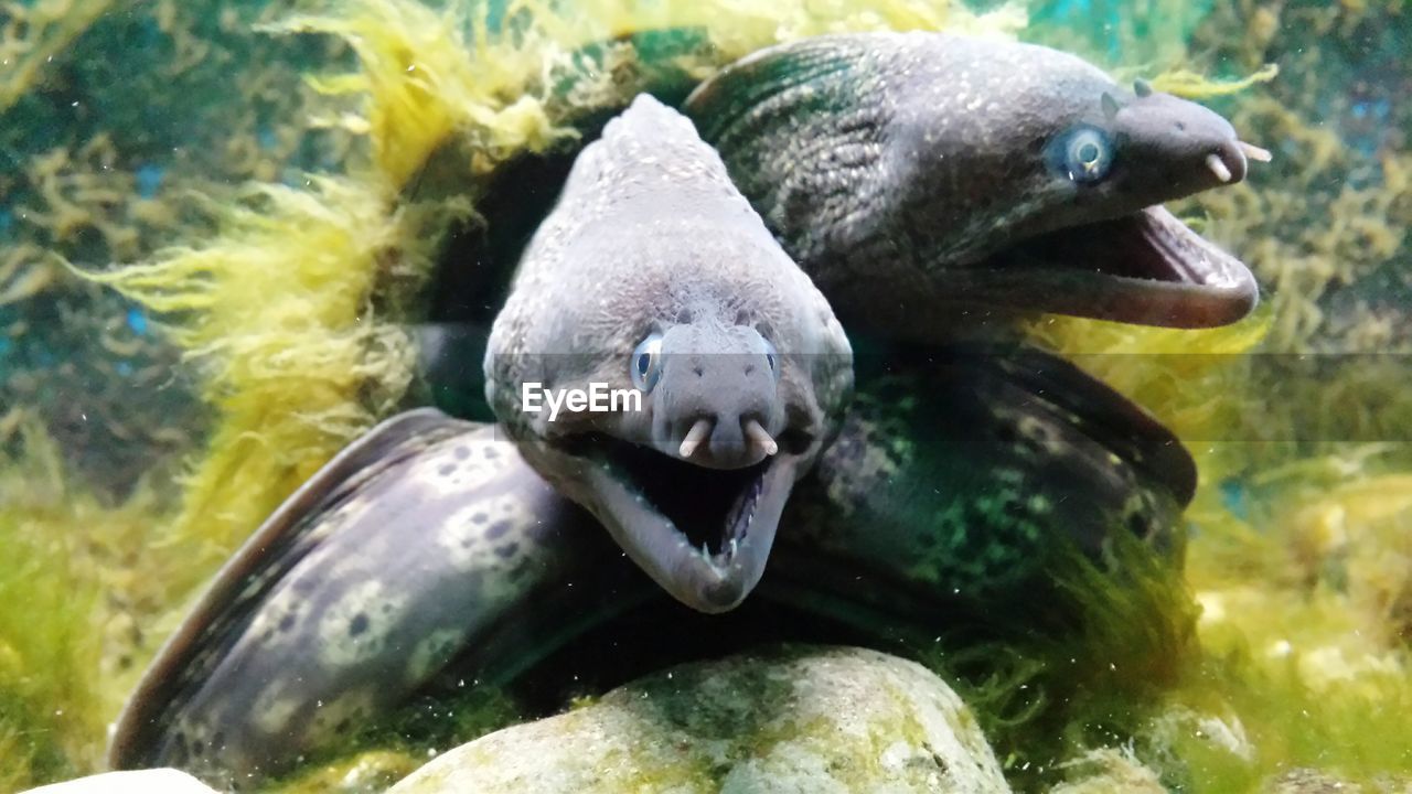Moray eels swimming underwater