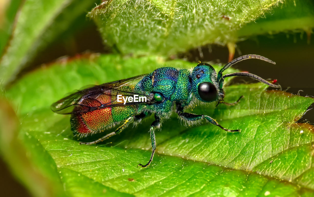 Close-up of insect on leaf