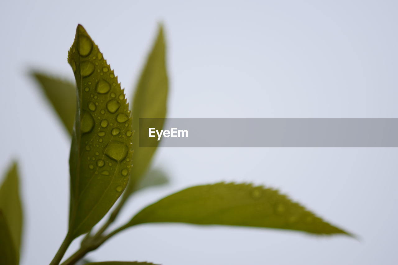 Close-up of water drops on leaf