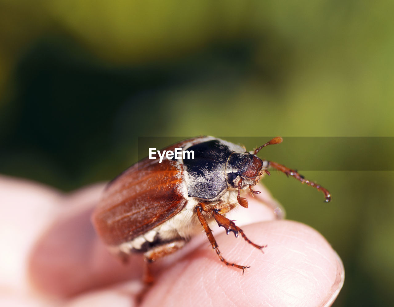 Close-up of insect on hand