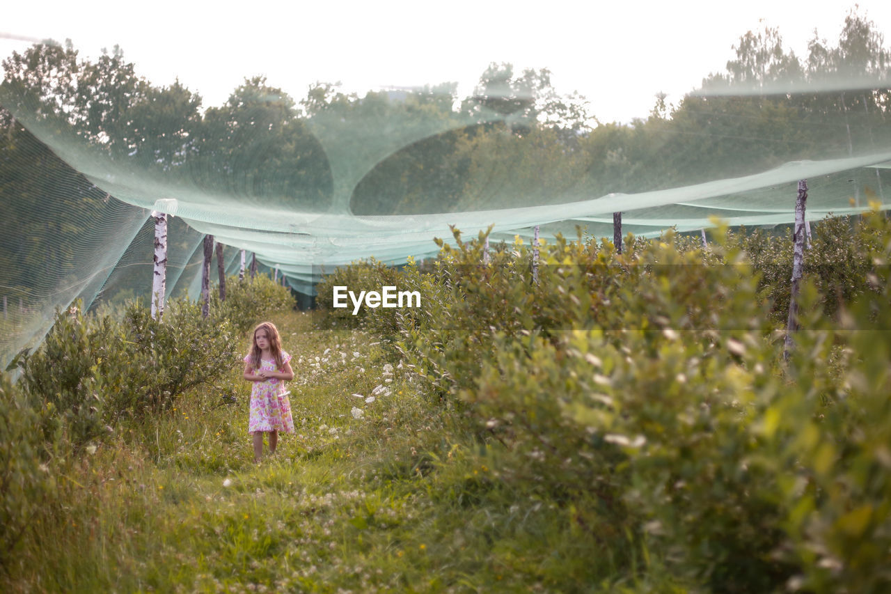 A young girl picking blueberries in a rural setting