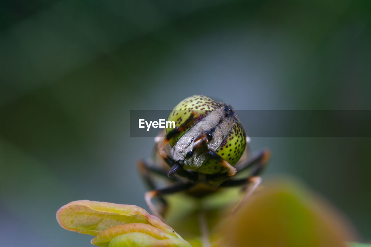 Close-up of insect on leaf