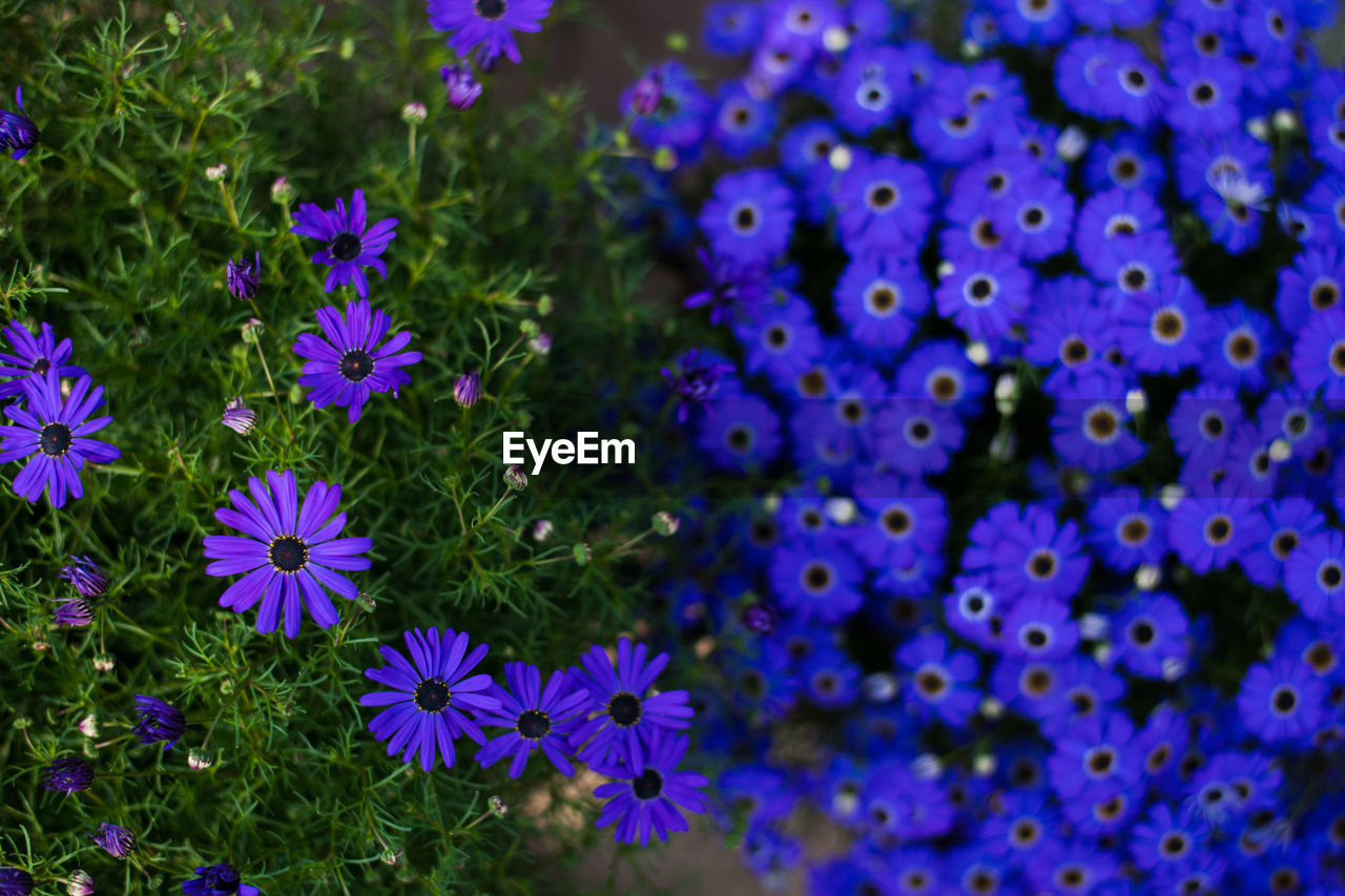 CLOSE-UP OF PURPLE FLOWERING PLANT IN PARK