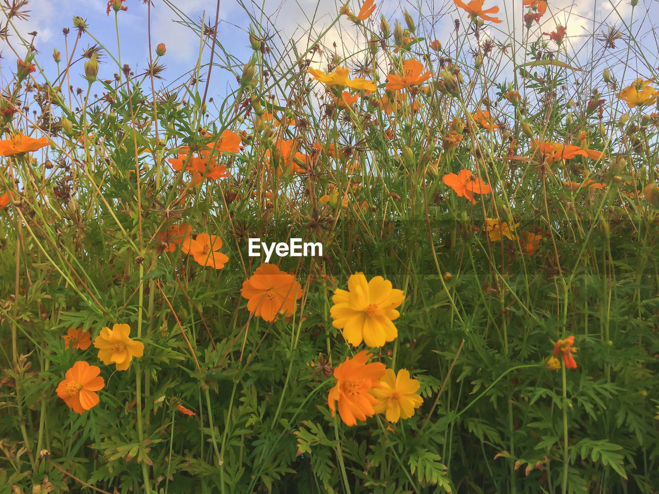 CLOSE-UP OF FLOWERING PLANTS ON FIELD