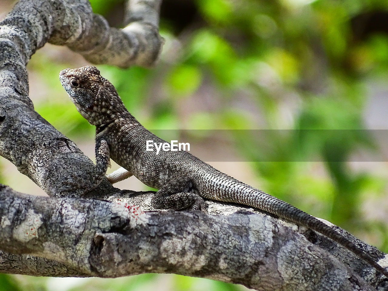 Close-up of lizard on branch