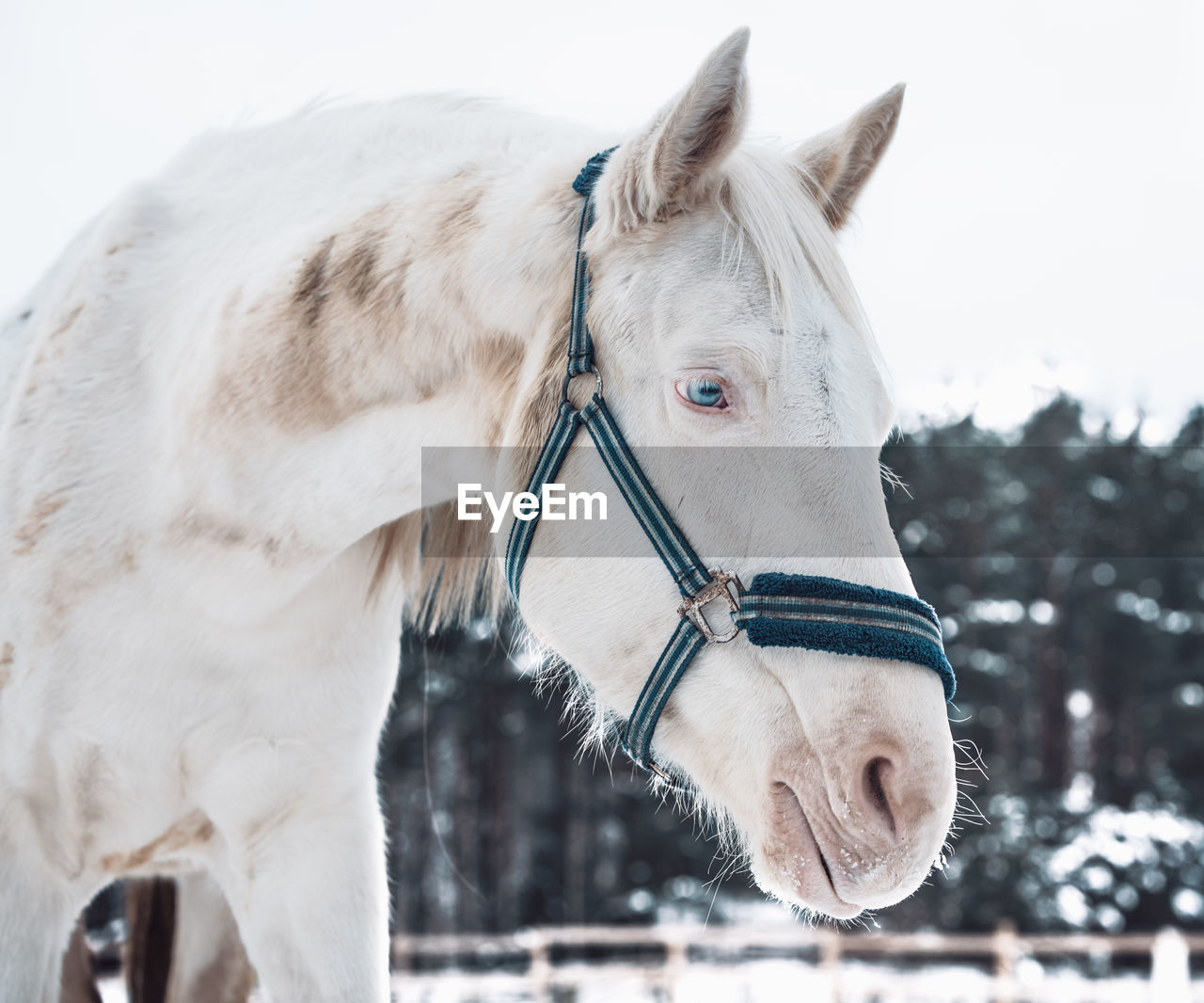 Close-up of a horse