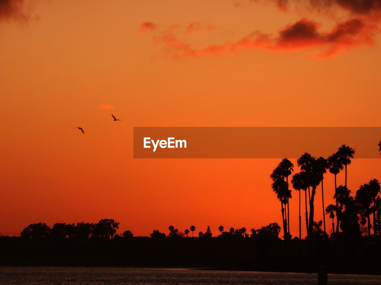 SILHOUETTE BIRDS FLYING OVER ORANGE SKY