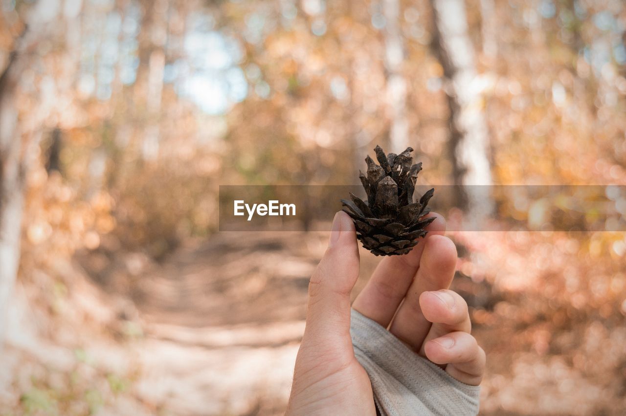 Cropped image of hand holding pine cone