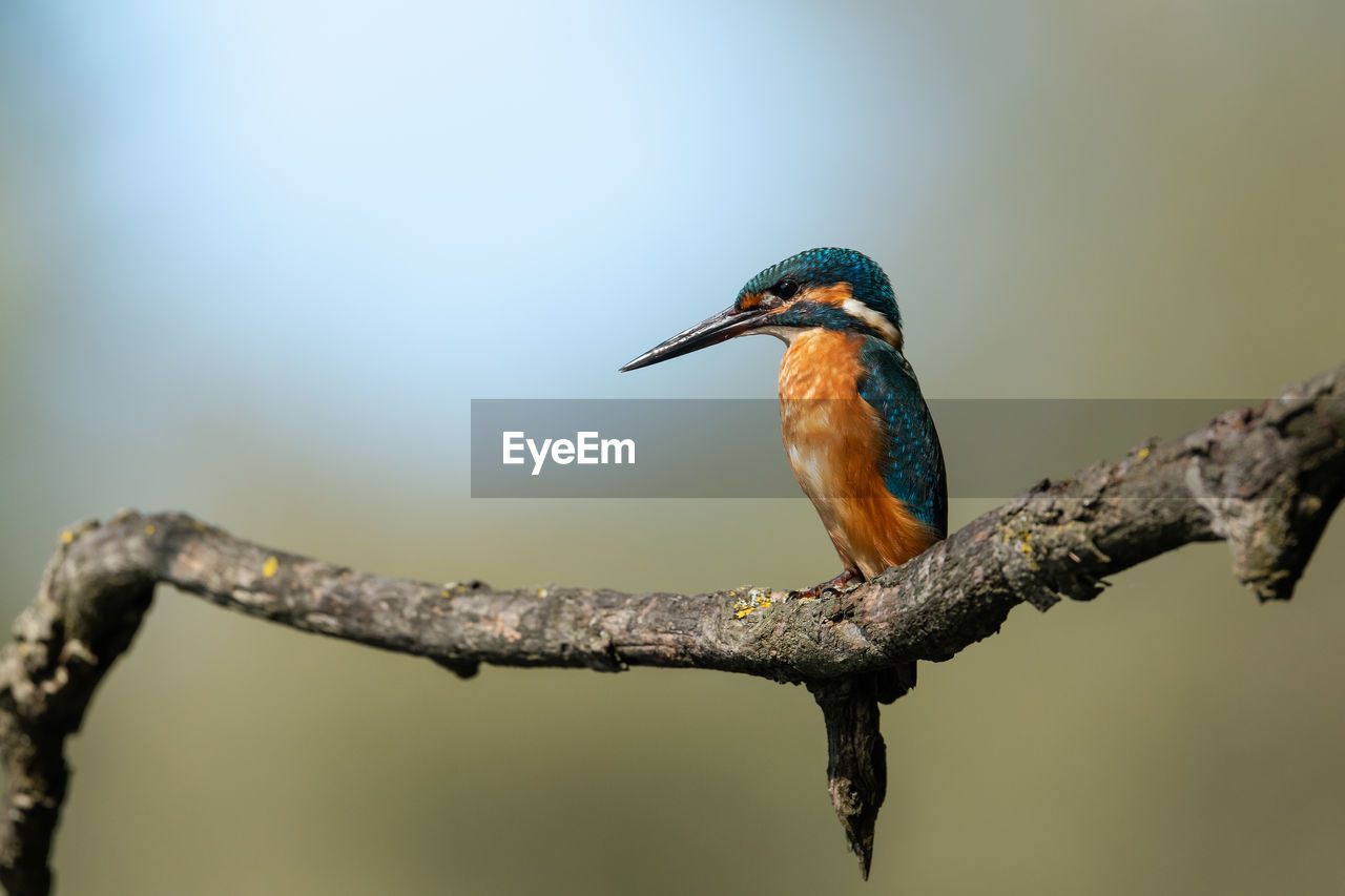 Close-up of kingfisher perching on branch