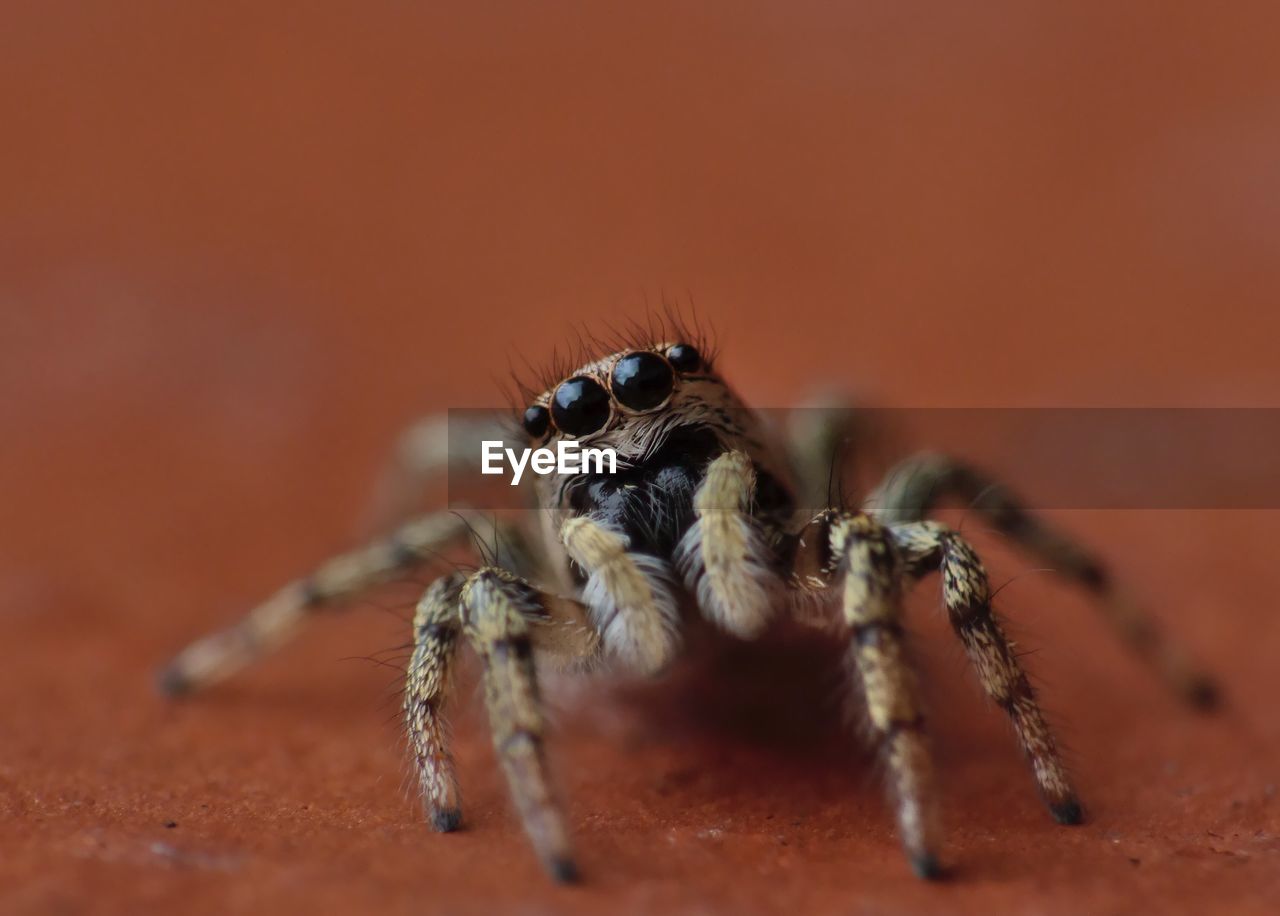 Close-up of spider on surface