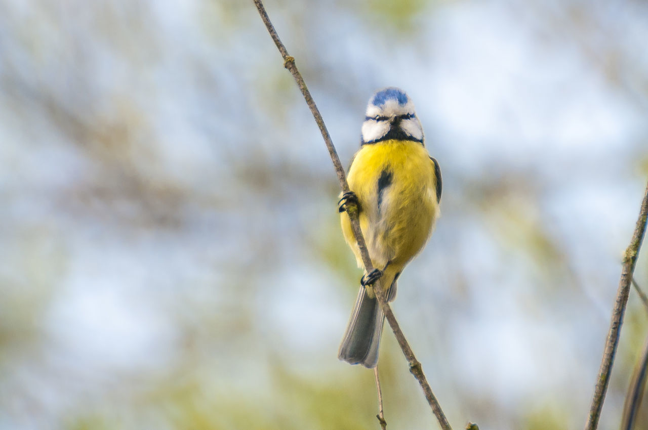 Low angle view of bluetit perching on twig