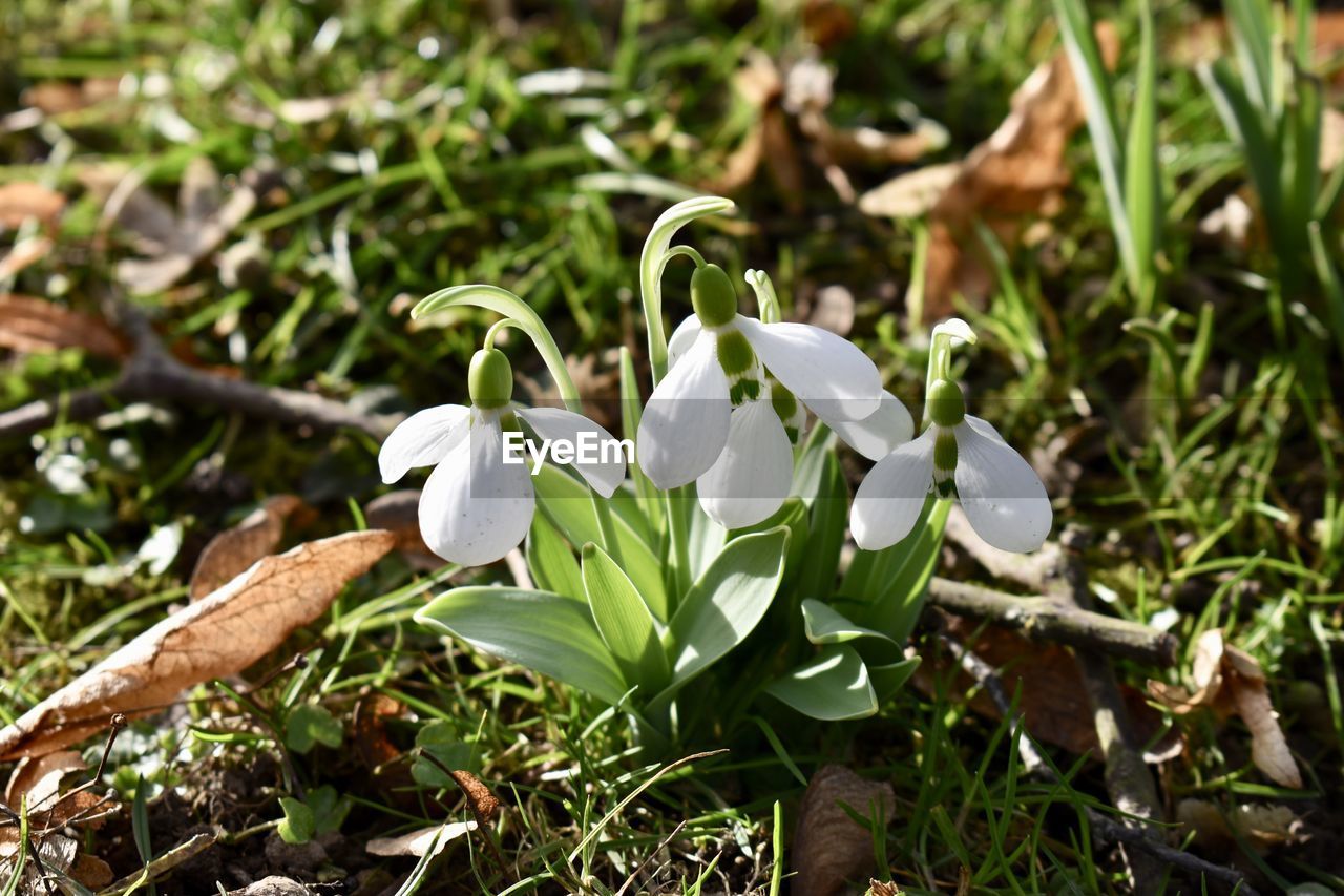 CLOSE-UP OF WHITE FLOWERS