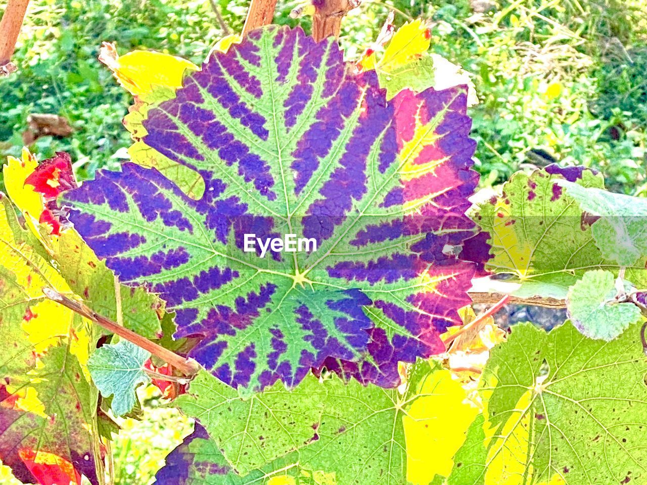 HIGH ANGLE VIEW OF MAPLE LEAVES ON PLANT DURING AUTUMN