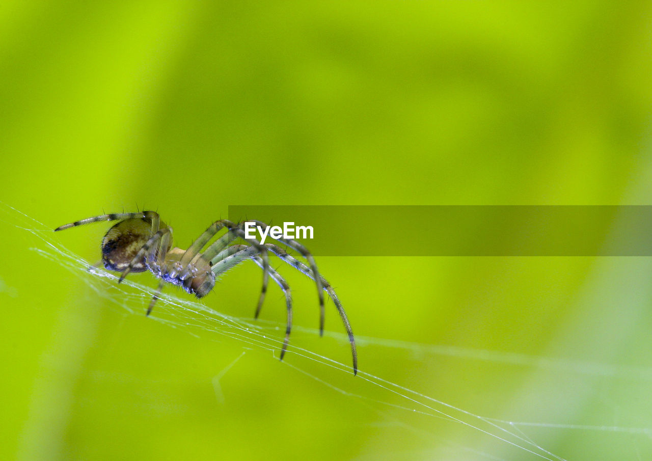 Close-up of spider on web