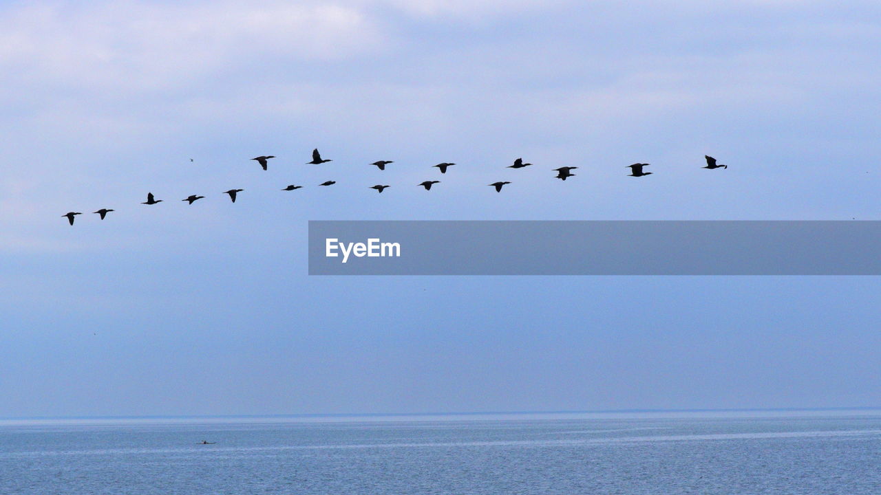 Birds flying over sea against sky