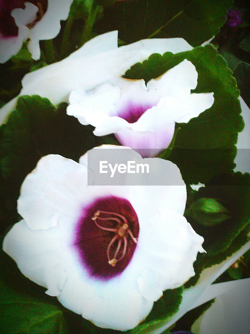 Close-up of white flower blooming outdoors