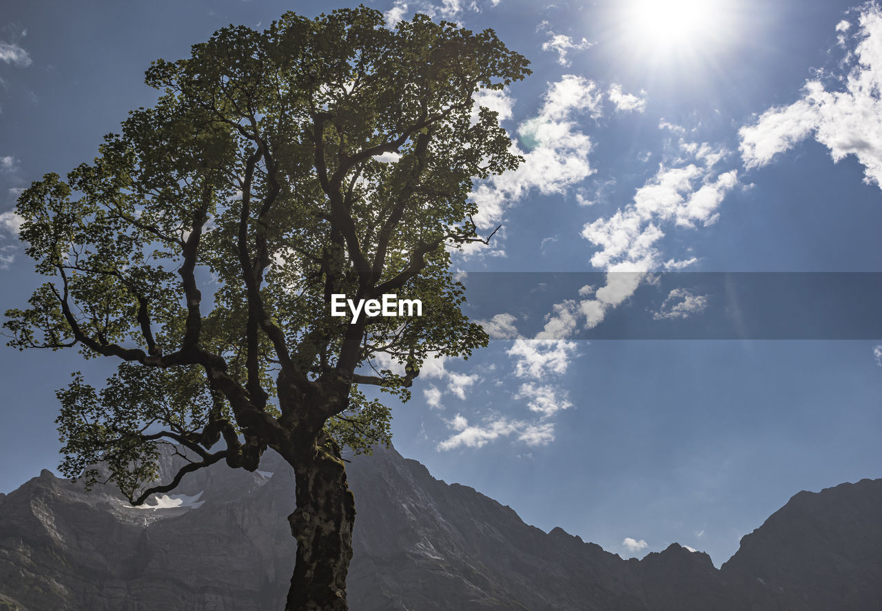 Low angle view of tree against sky on sunny day