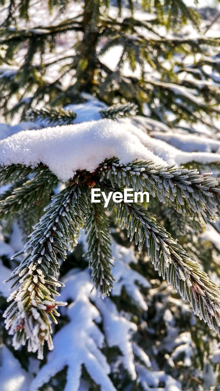 Close-up of snow covered pine tree
