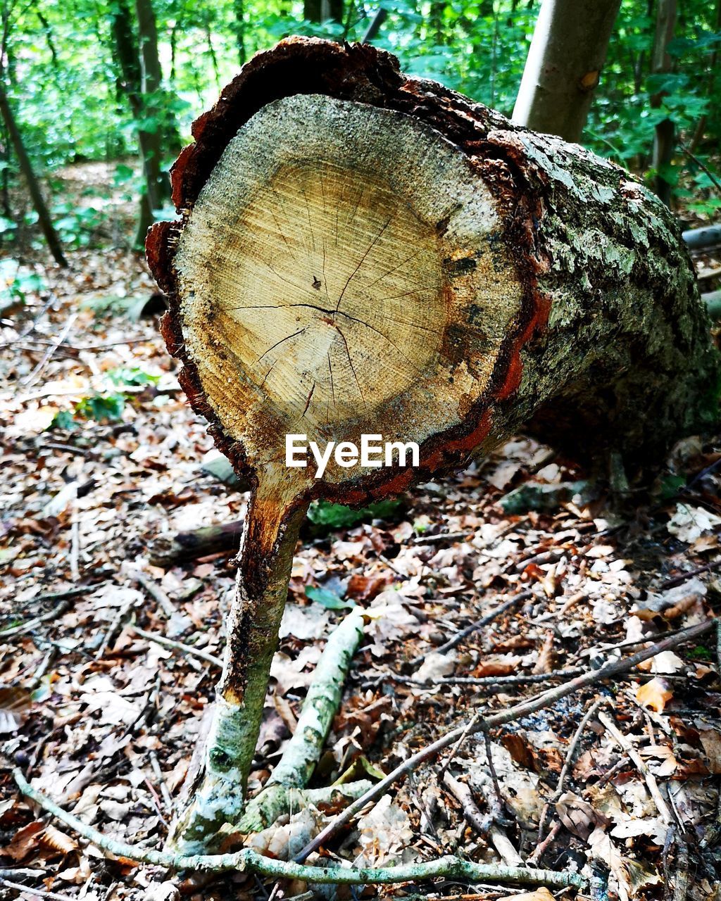 CLOSE-UP OF TREE BARK