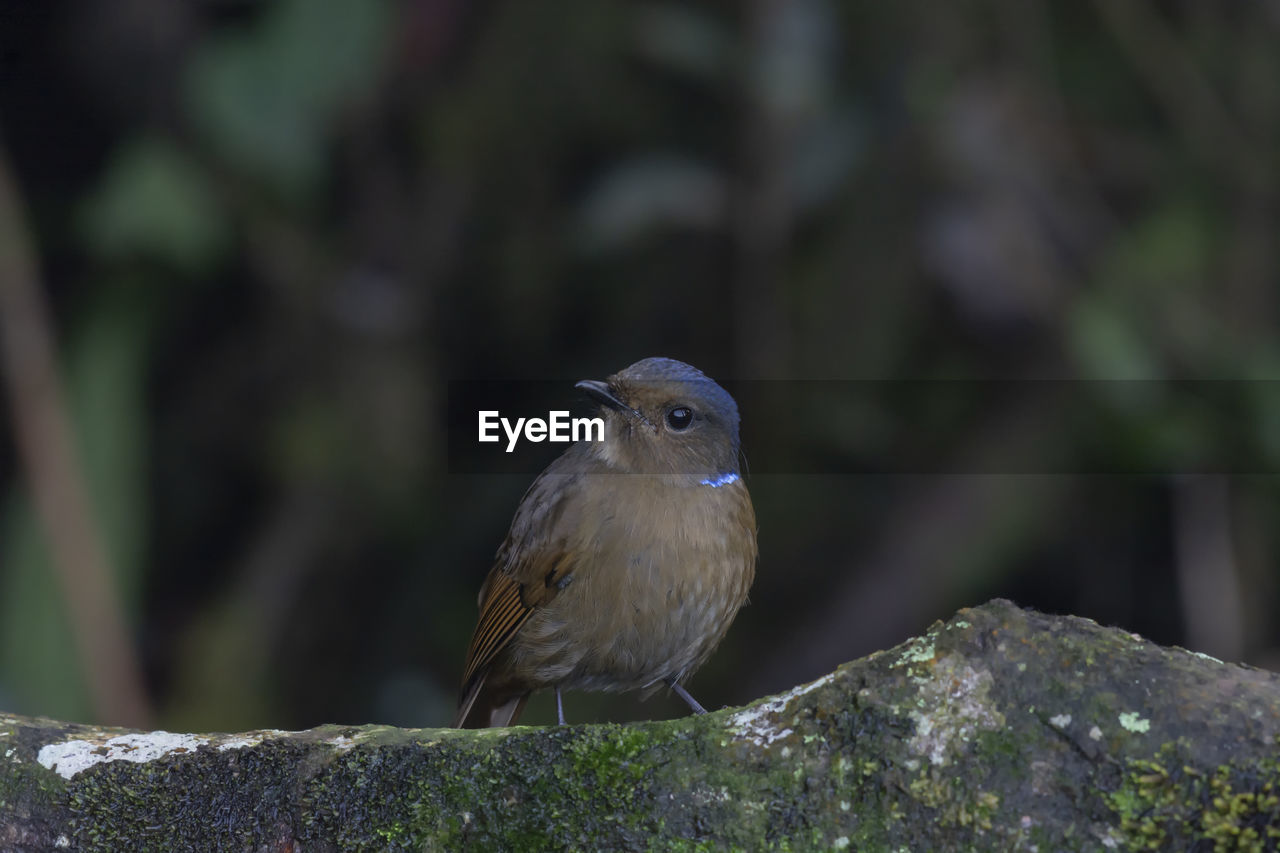 CLOSE-UP OF BIRD