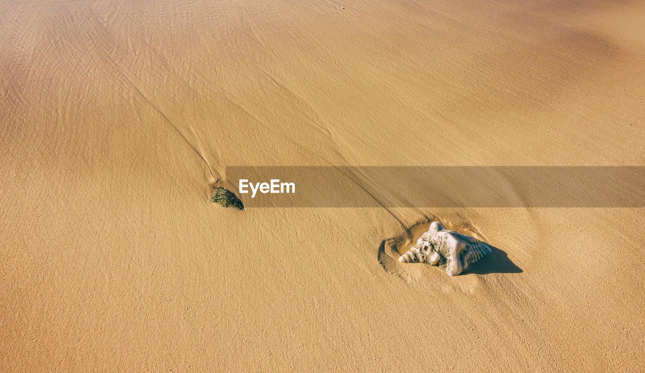 High angle view of seashell at beach during sunny day