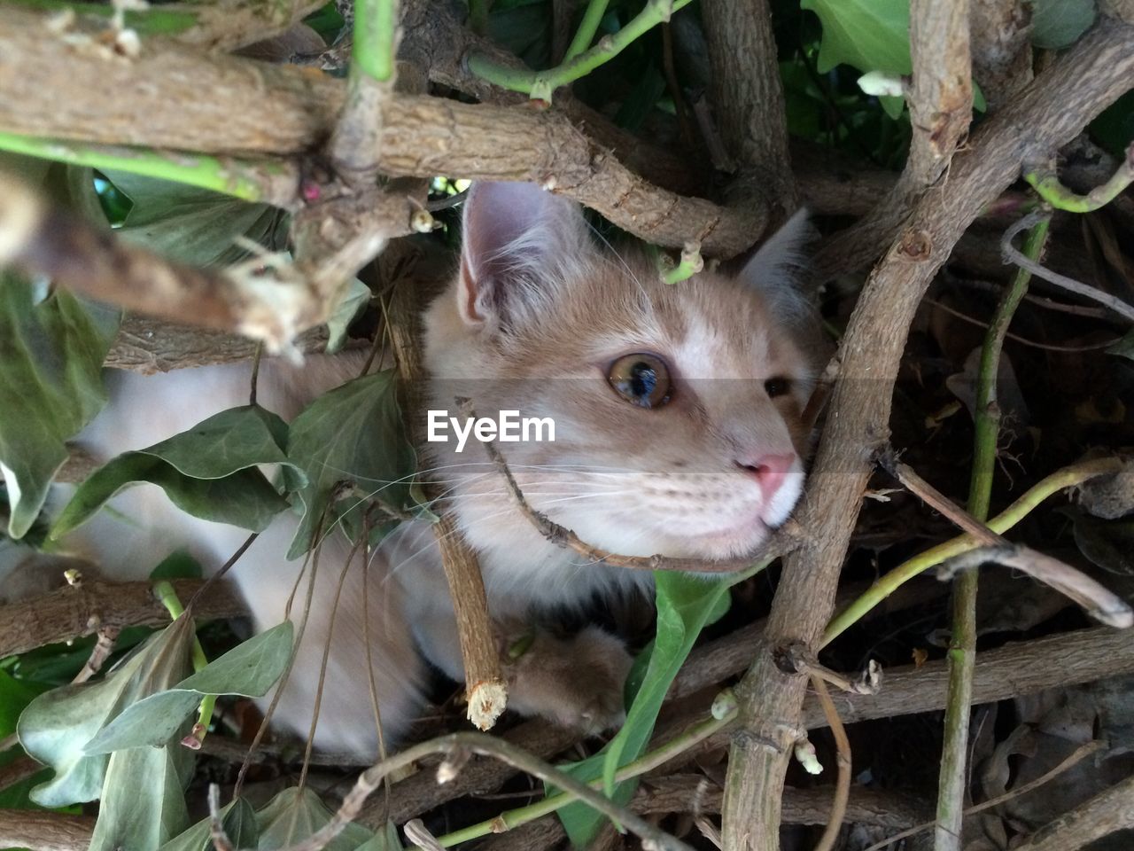 Close-up of domestic cat watching through plants