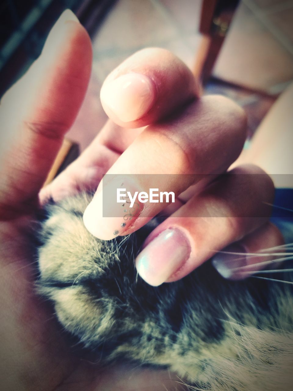 Human Hand Nail Polish Fingernail Close-up Domestic Cat Cat♡ Love ♥ Friendship 🎈👻