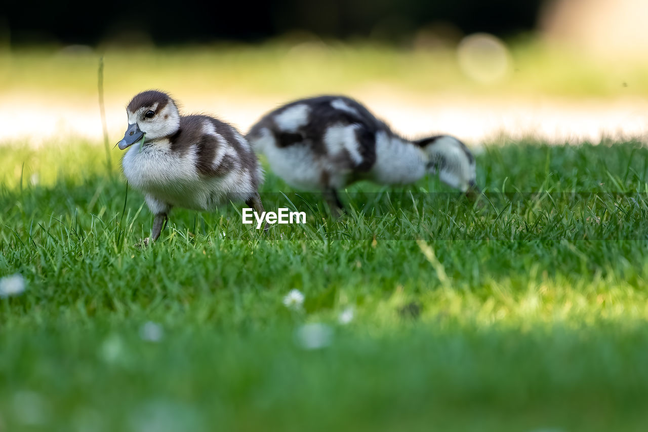 VIEW OF SHEEP ON FIELD