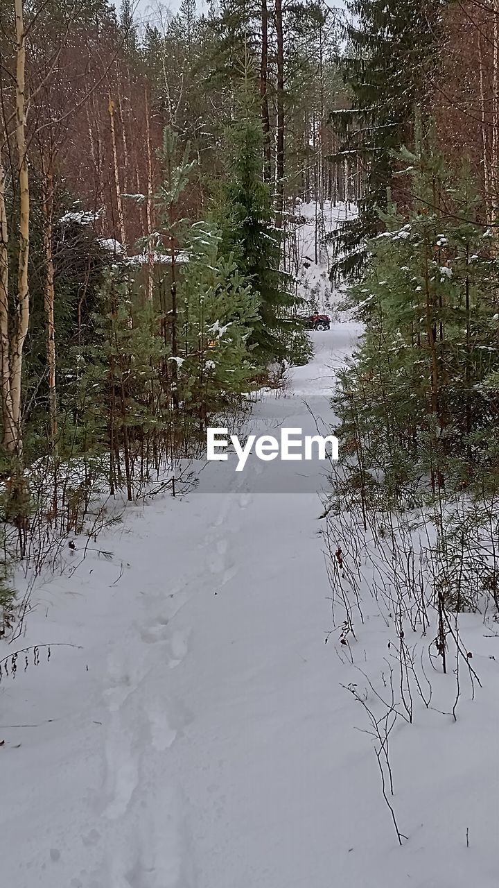 water, plant, nature, tree, reflection, no people, lake, day, winter, beauty in nature, outdoors, tranquility, wetland, environment, flood, wet, rain, growth, snow