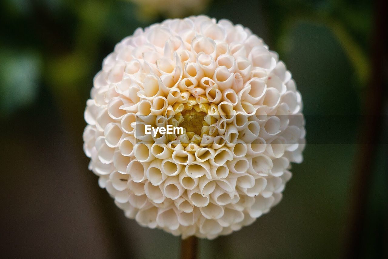 Close-up of white dahlia