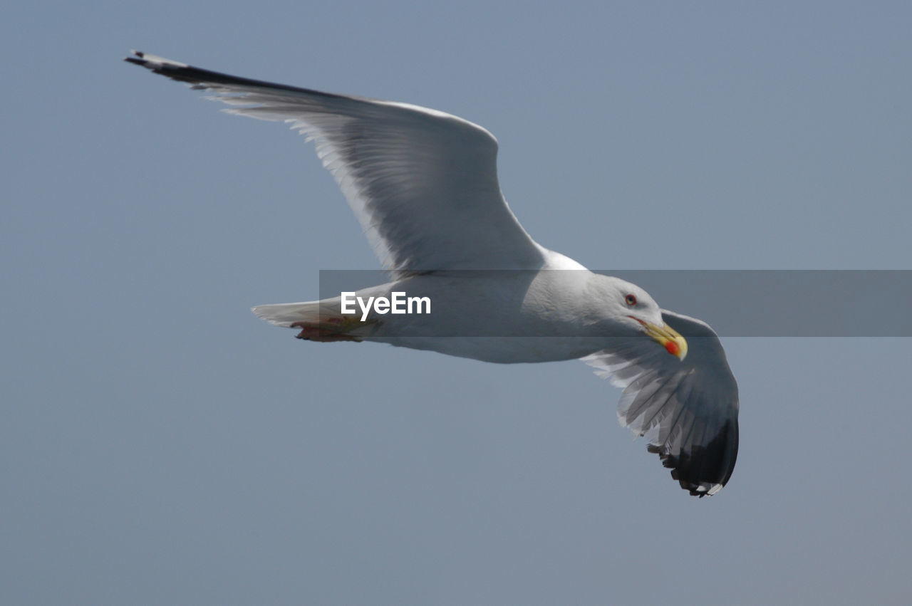 LOW ANGLE VIEW OF SEAGULL FLYING AGAINST SKY
