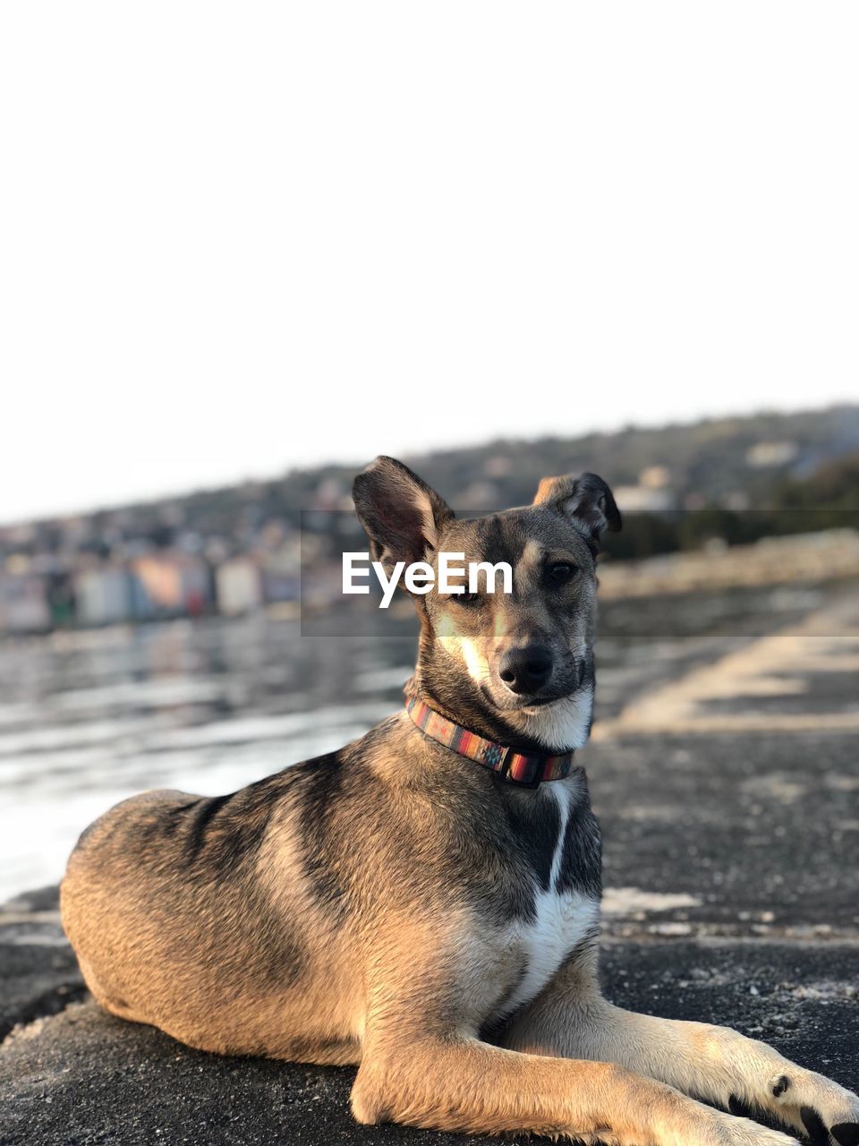 Portrait of dog sitting on a beach