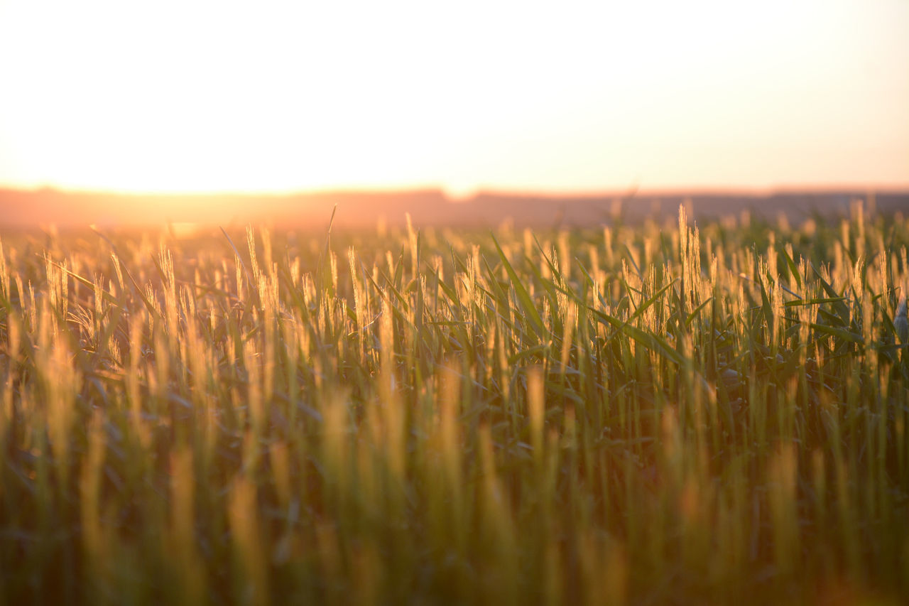 Scenic view of field against sky during sunset