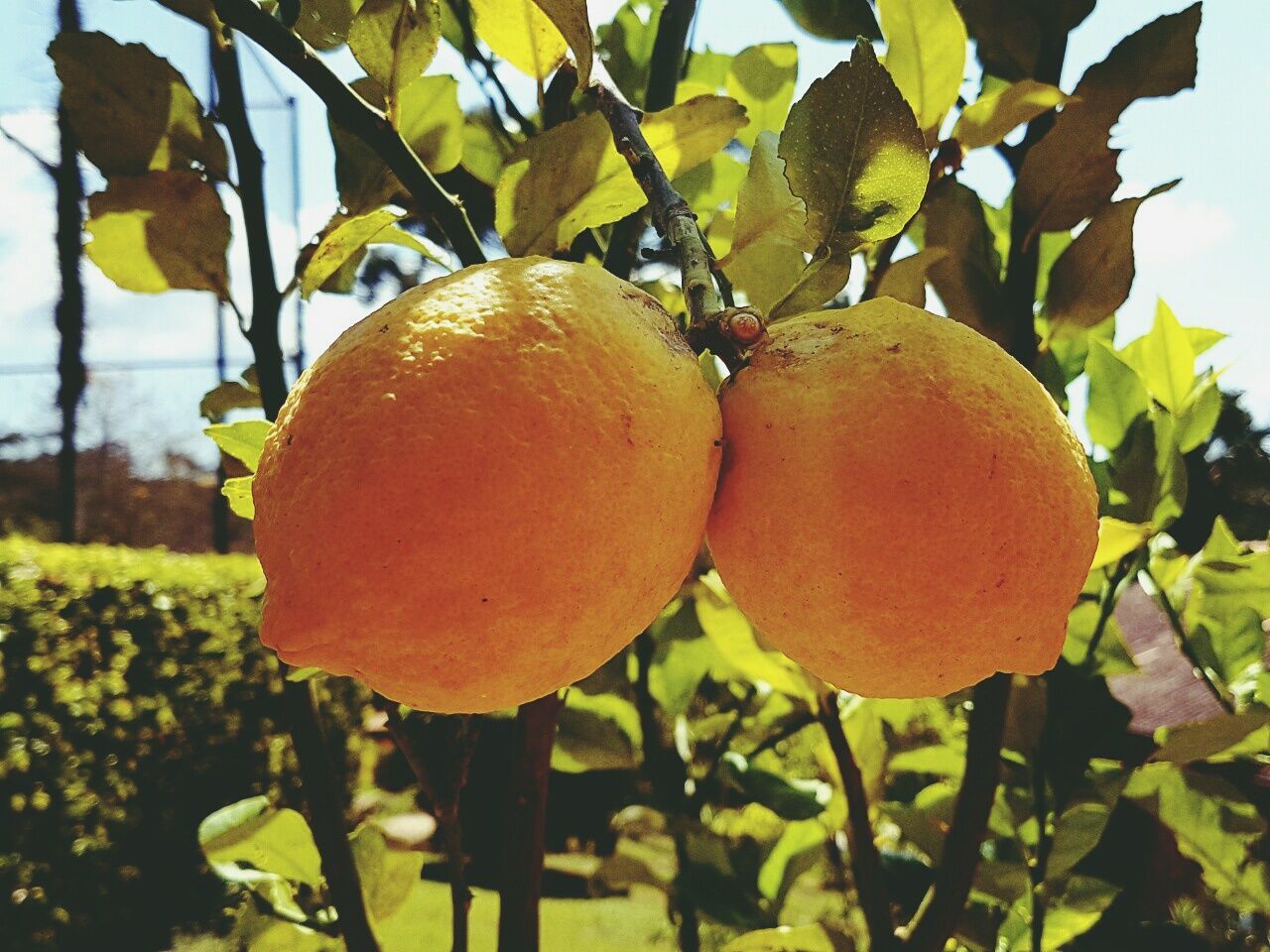 CLOSE-UP OF FRUITS ON TREE