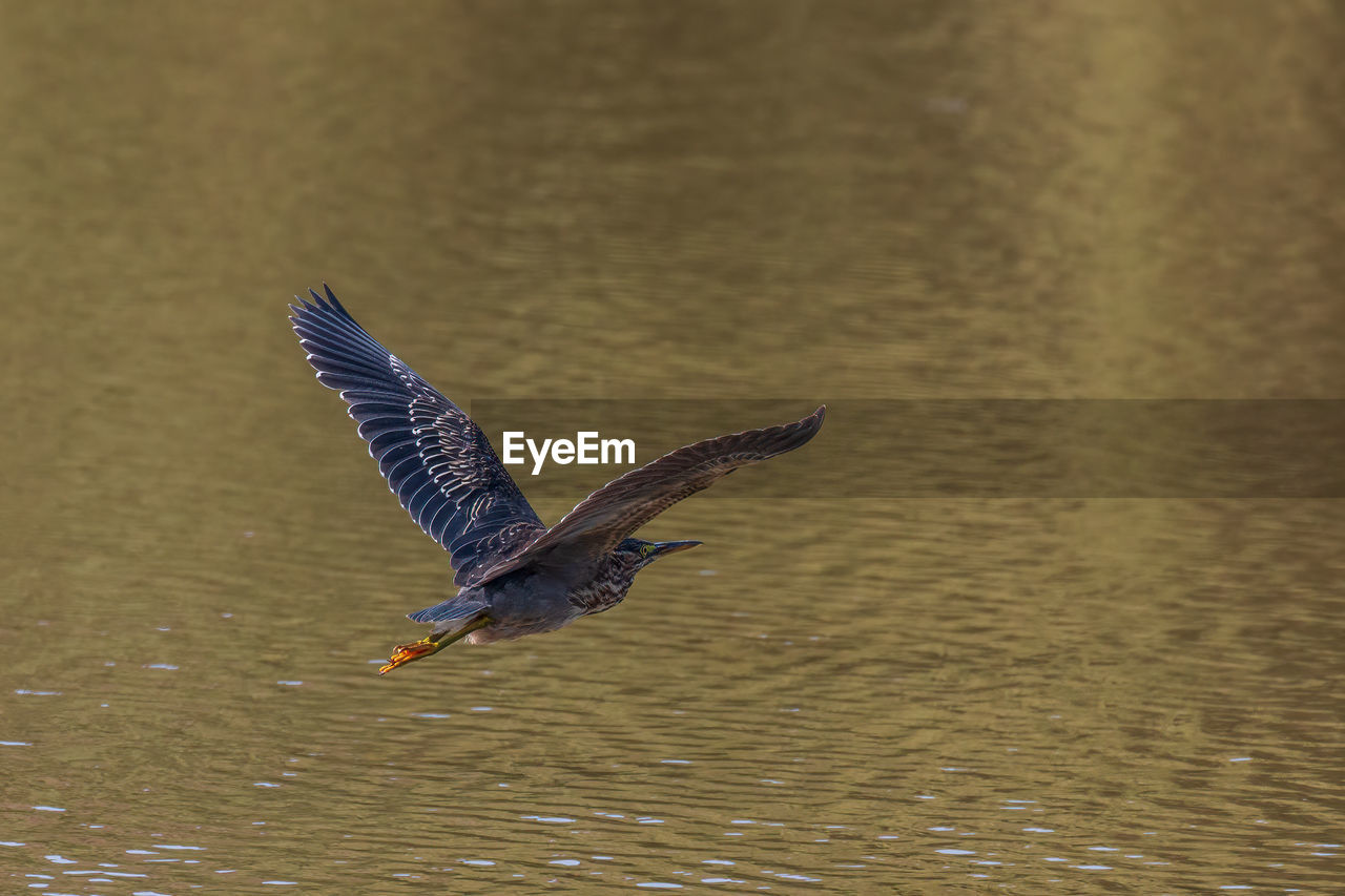 Green heron flying over lake