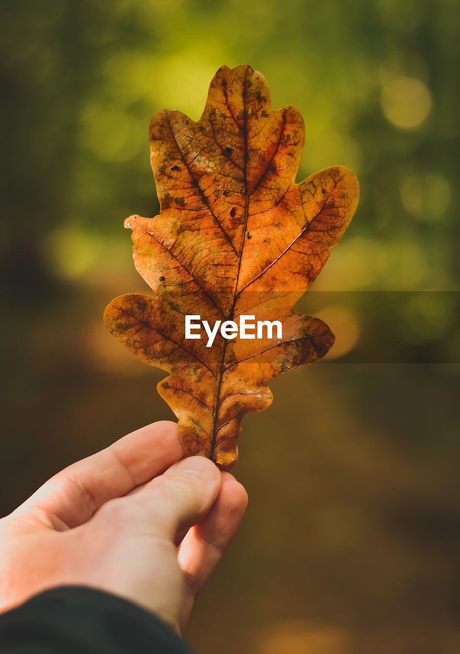 Cropped hand holding dry leaf outdoors