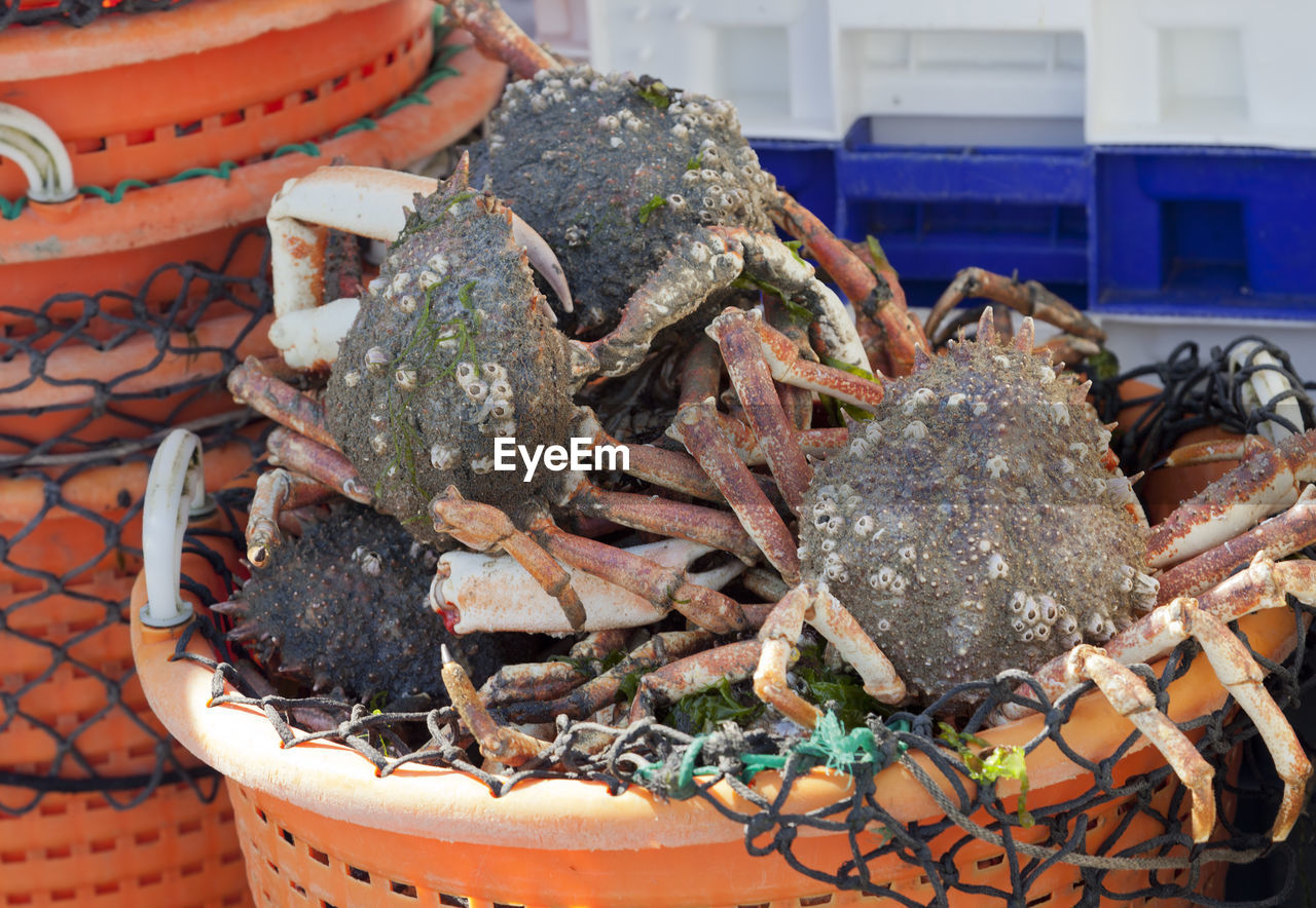 Close-up of food in container