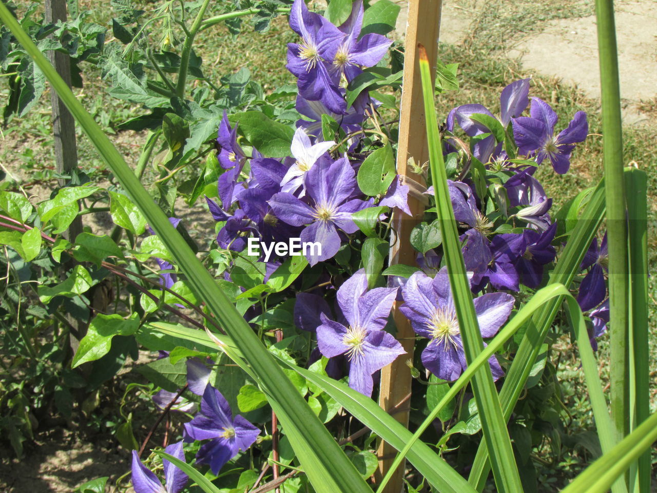 CLOSE-UP OF IRIS BLOOMING OUTDOORS