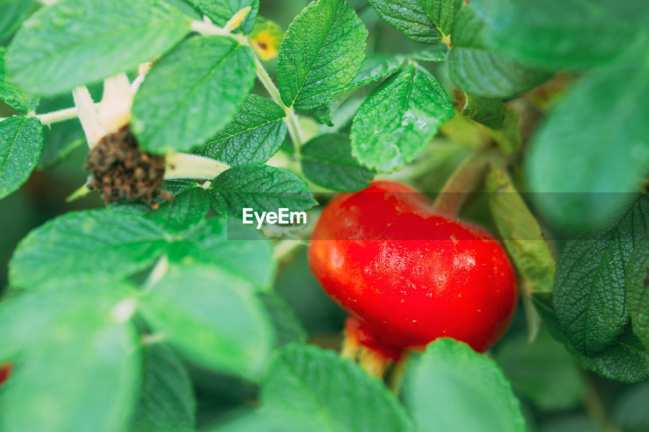 CLOSE-UP OF CHERRIES