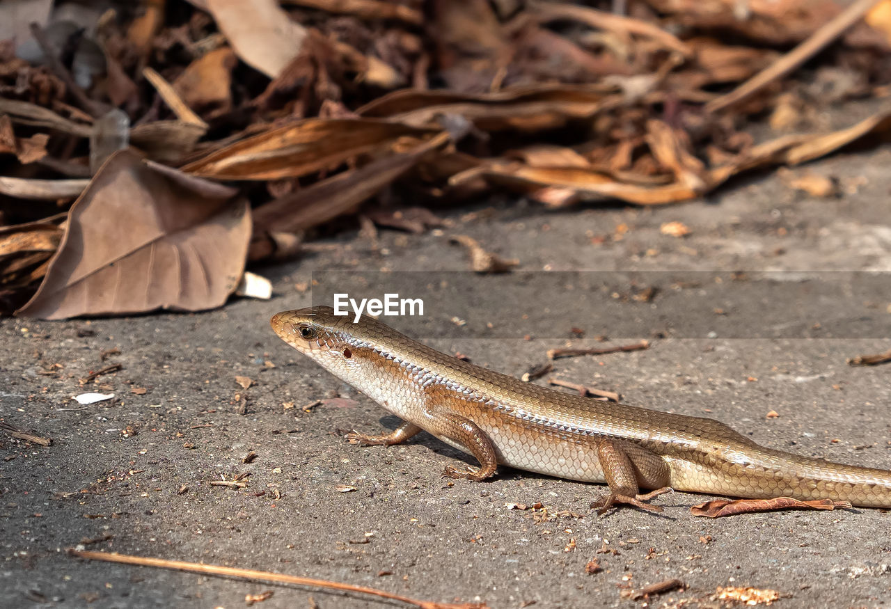 HIGH ANGLE VIEW OF A LIZARD ON DRY LEAVES