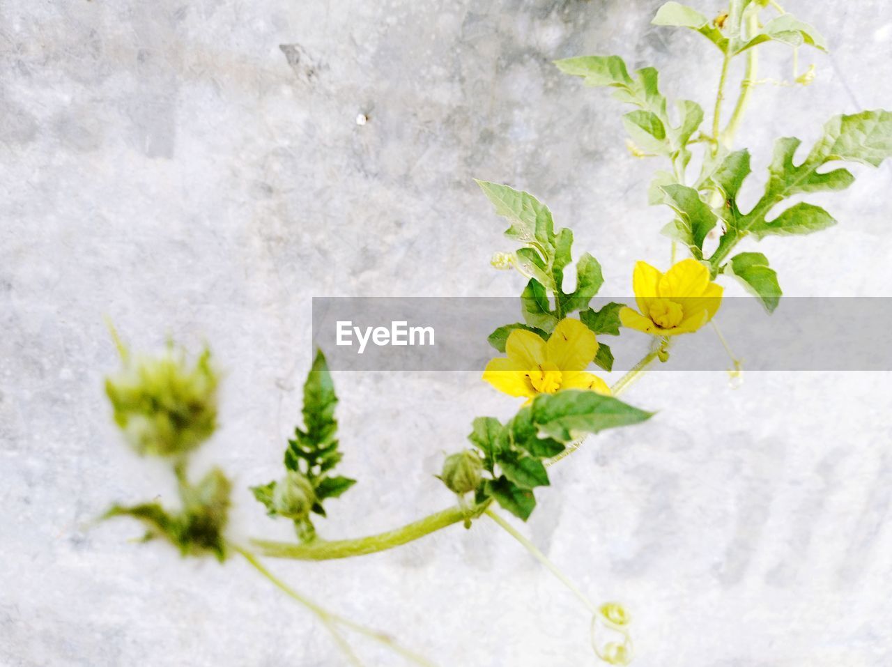 DIRECTLY ABOVE SHOT OF FRESH YELLOW FLOWERING PLANT