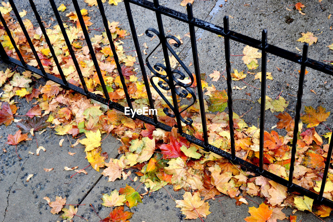 High angle view of autumn leaves below fence