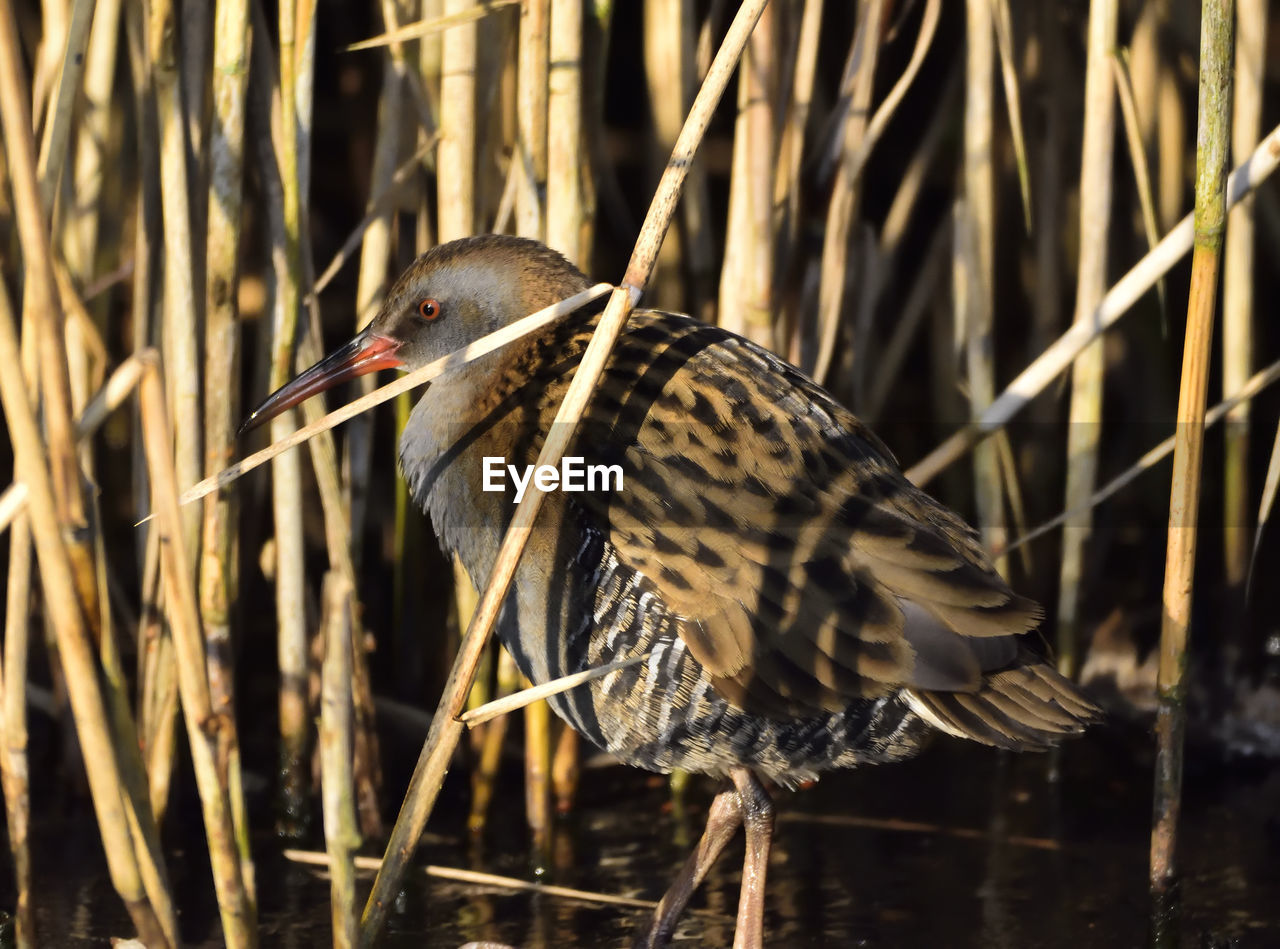 CLOSE-UP OF BIRD PERCHING ON WOOD