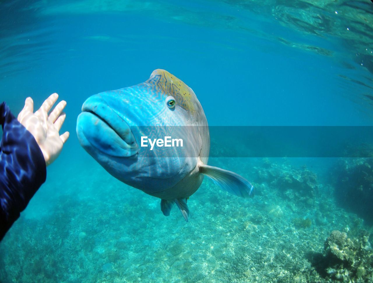 Cropped hang against fish in sea